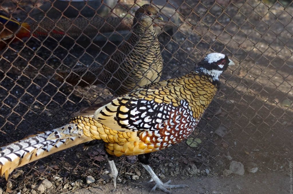 Королевский фазан это один из крупнейших, известных и часто встречаемых декоративных фазанов у птицеводов любителей